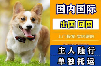 保定市宠物托运公司保定市宠物托运公司保定市宠物托运公司
