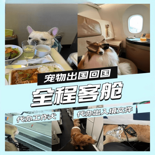 保定市宠物托运到白俄罗斯宠物入境规定和要求
